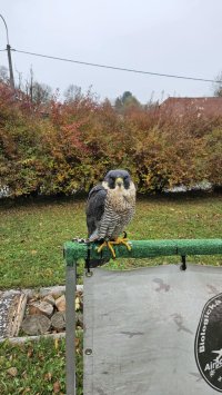 ZŠ+MŠ_Ukázka dravců